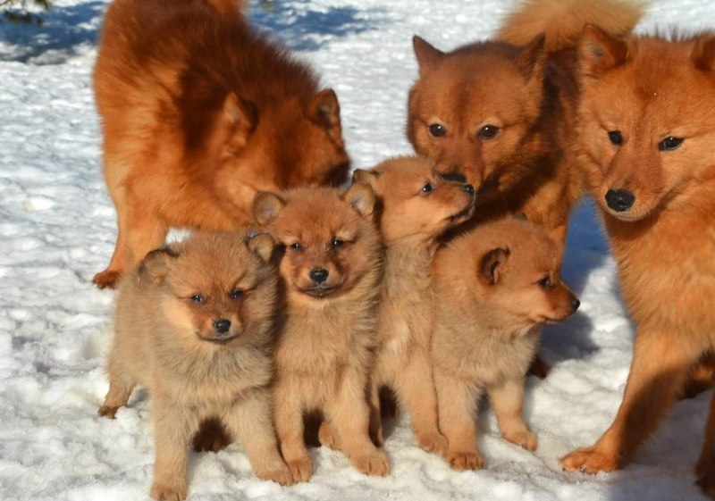 Корелофинская лайка щеток