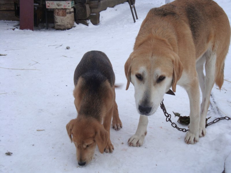 Эстонский Бигль
