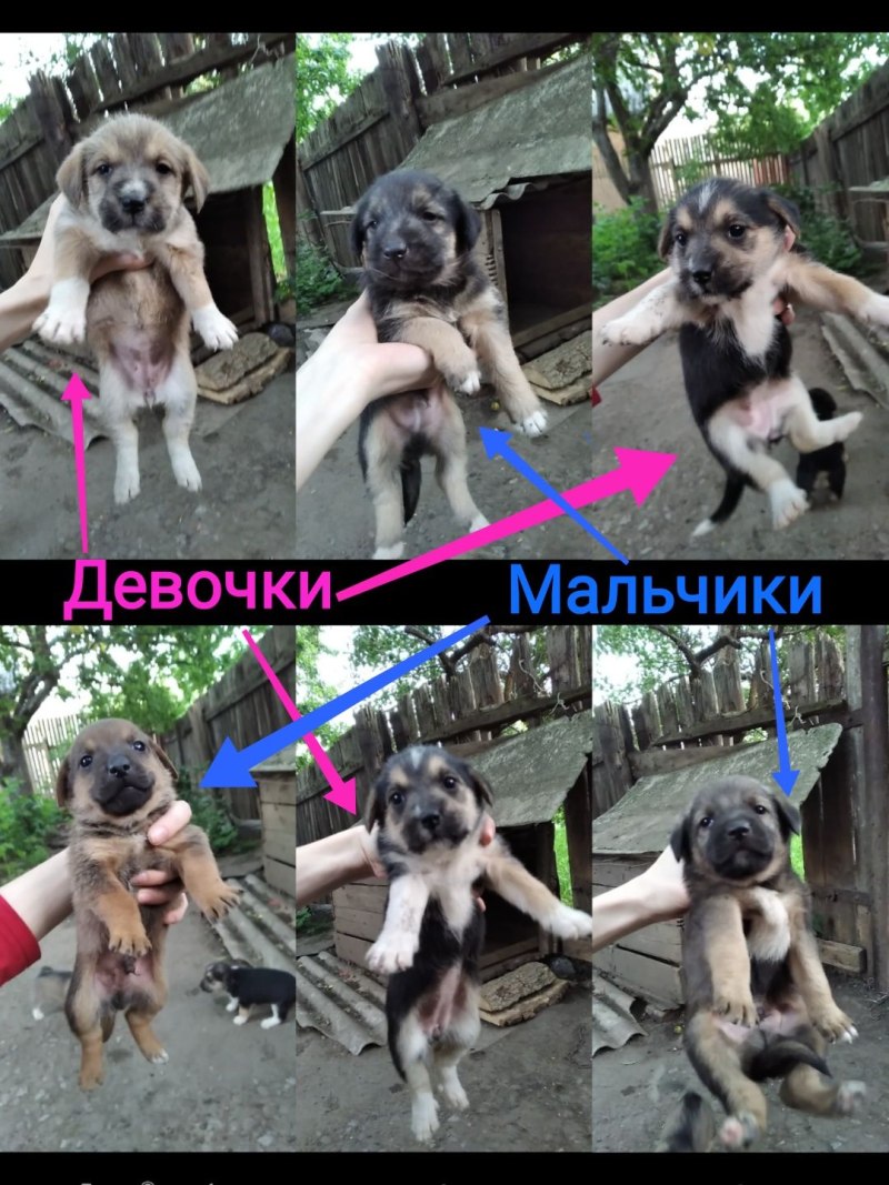 Как отличить щенка мальчика от девочки