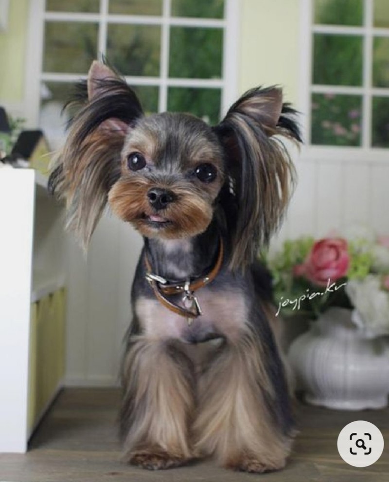 Стрижки Yorkshire Terrier