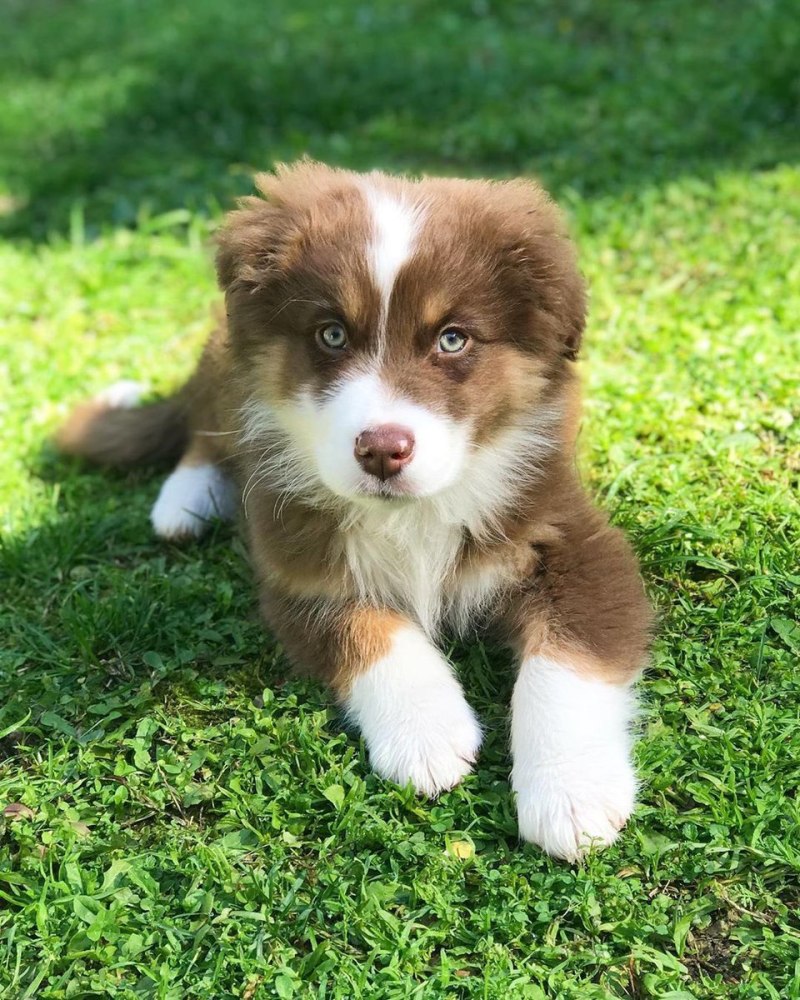 Австралийская овчарка Red Merle