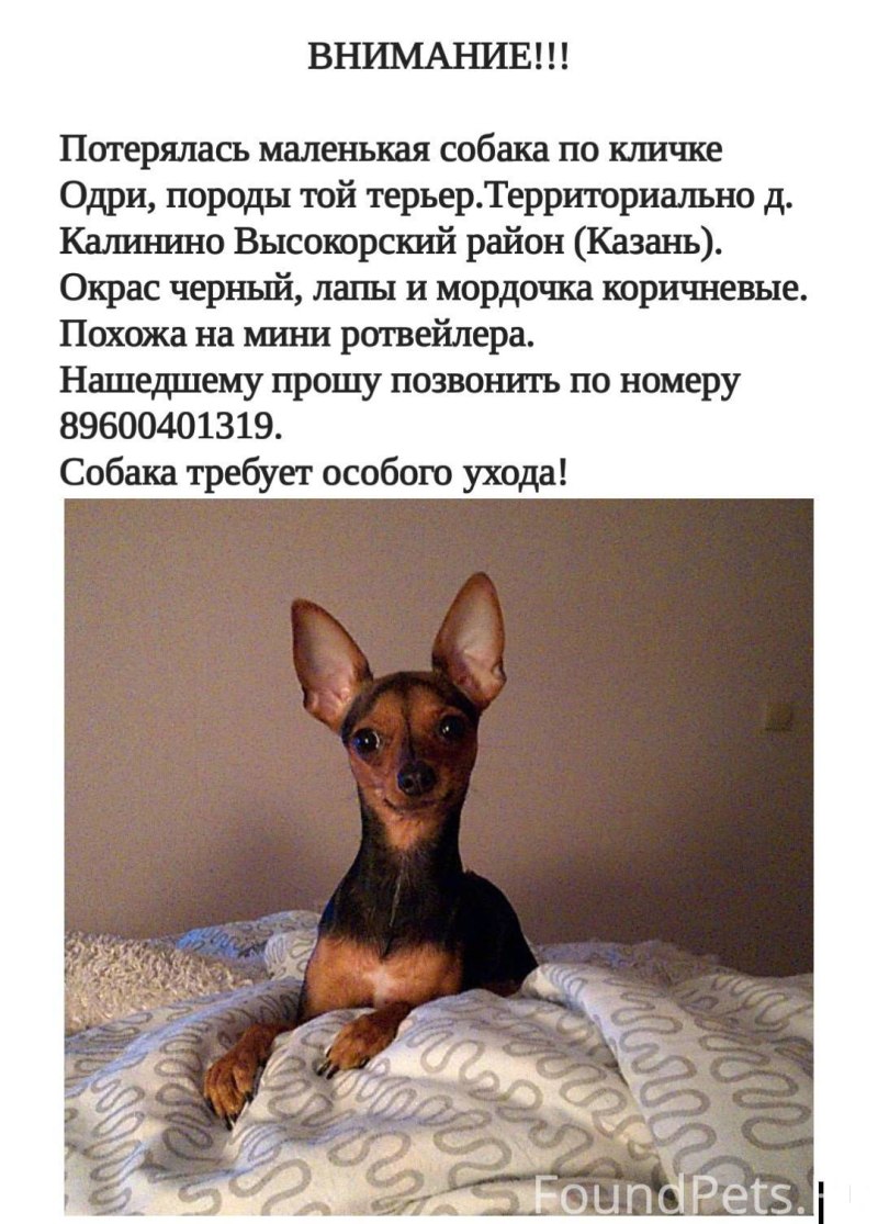 Маленький той терьер 1 месяц