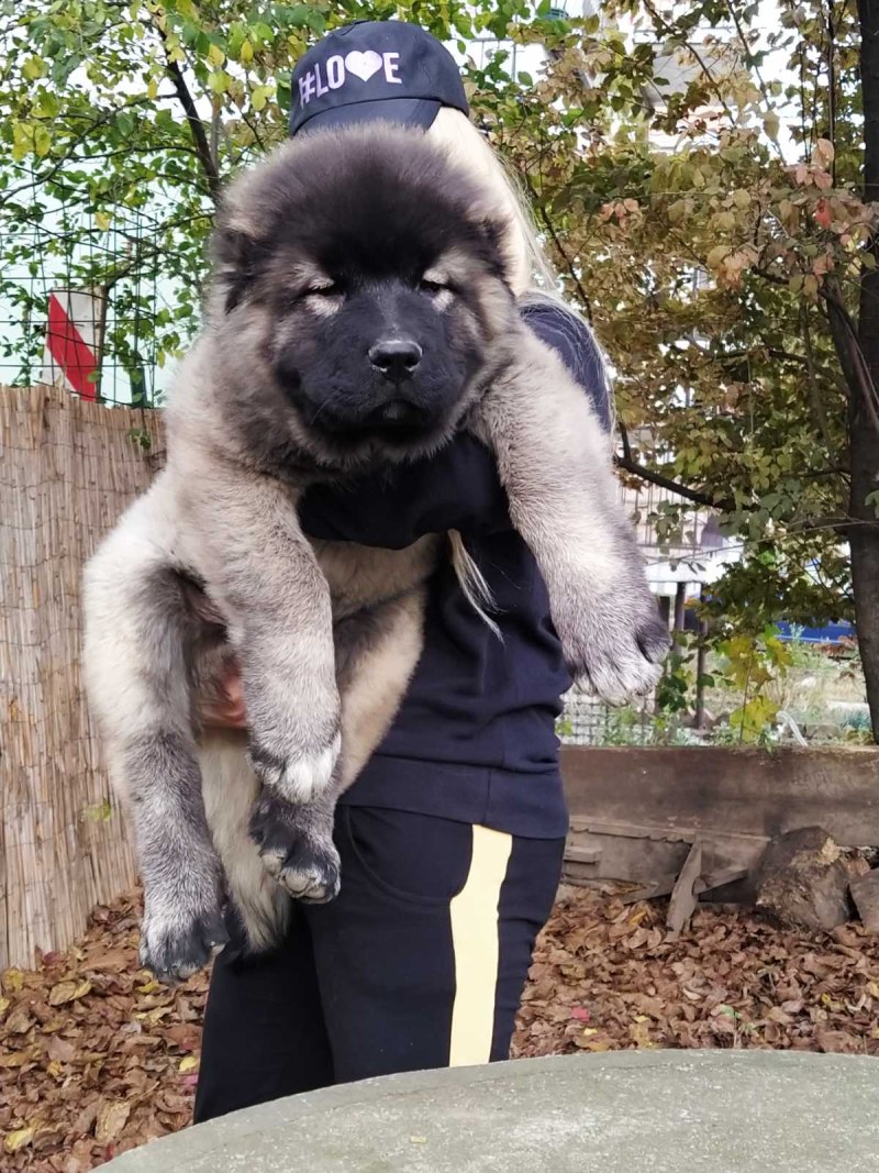 Кавказская овчарка