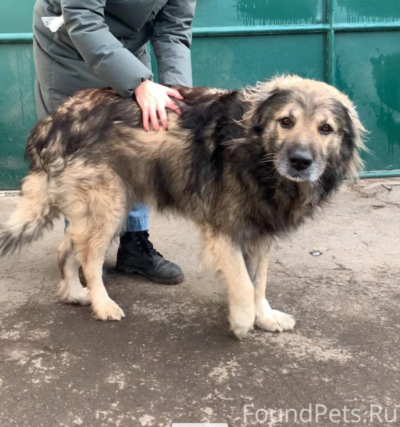 Московская Кавказская овчарка