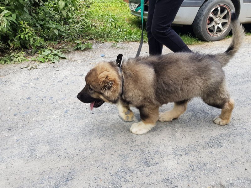 Кавказская овчарка щенок