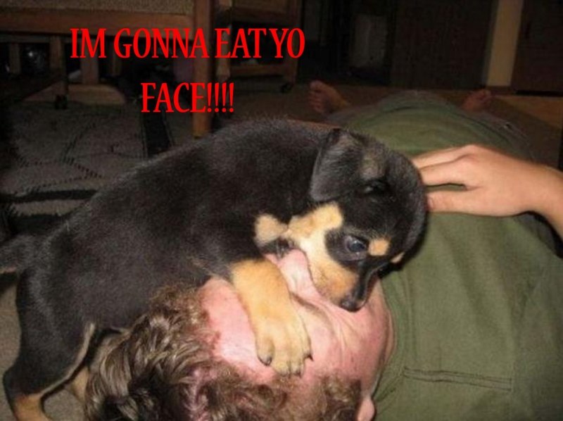 Отдай котлету