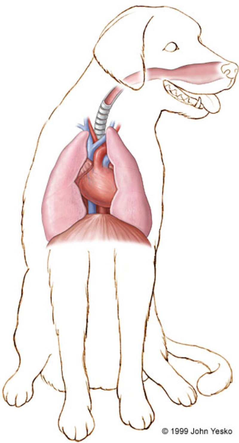 Анатомия дыхательных путей собаки