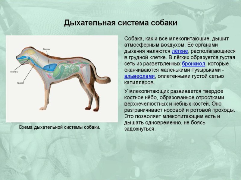 Дыхательная система млекопитающих собаки