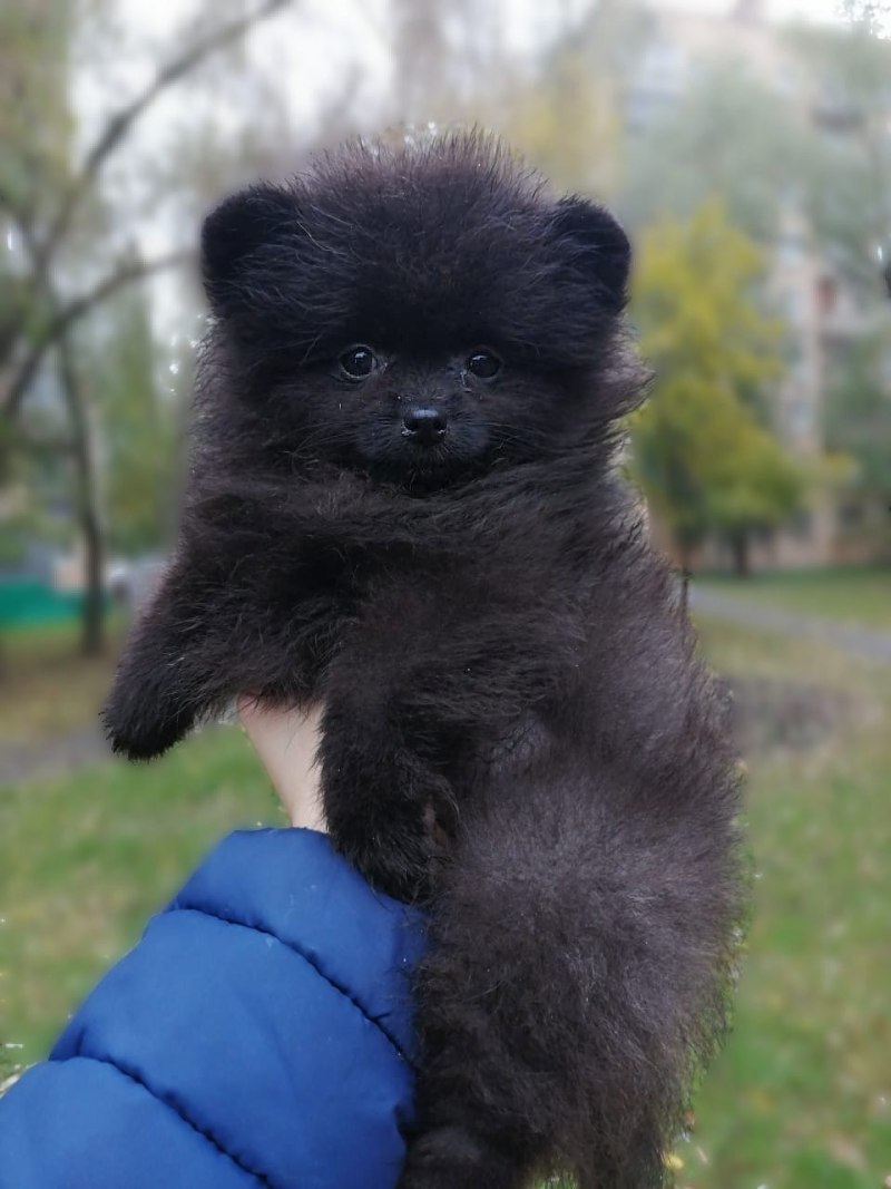 Пырзики шпица