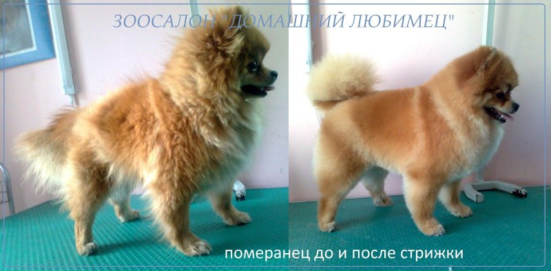 Немецкий шпиц кремовый пырзик