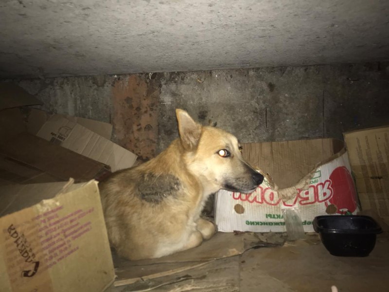 Собака спит вид сверху