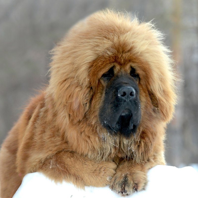 Английский мастиф