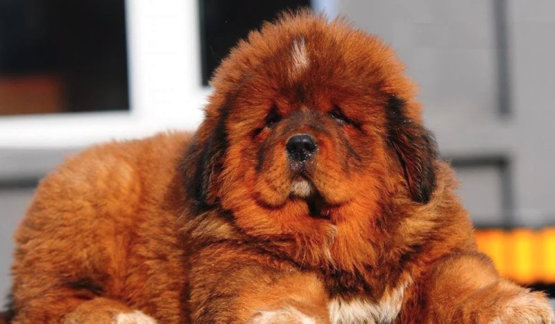 Королевский тибетский мастиф