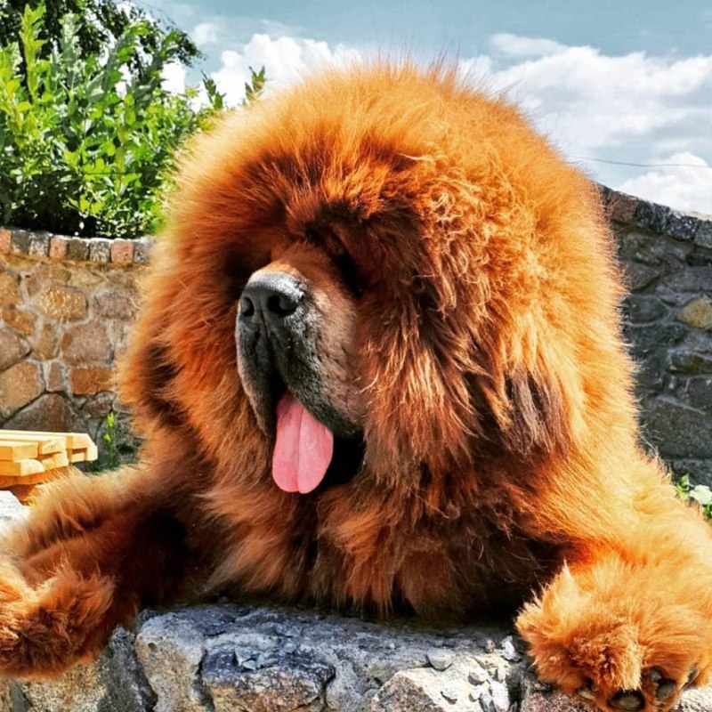 Кане Корсо