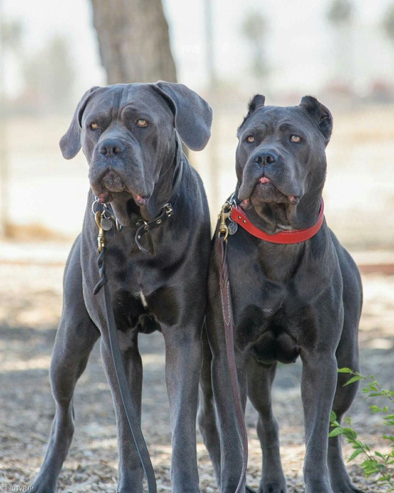 Кане Корсо (Cane Corso)