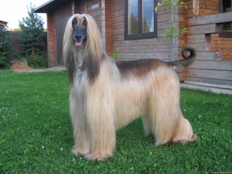 Афганский хаунд