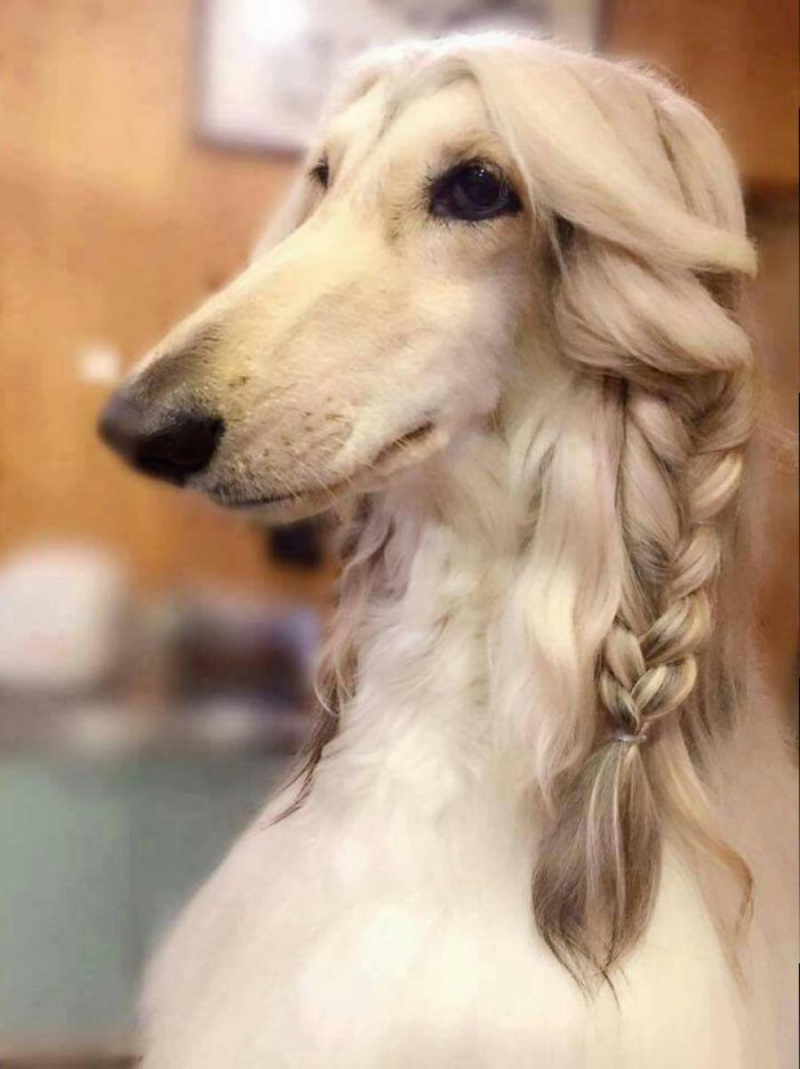 Салюки собака
