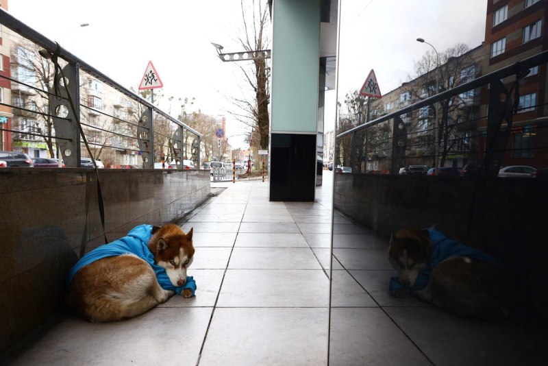 Собака в торговом центре