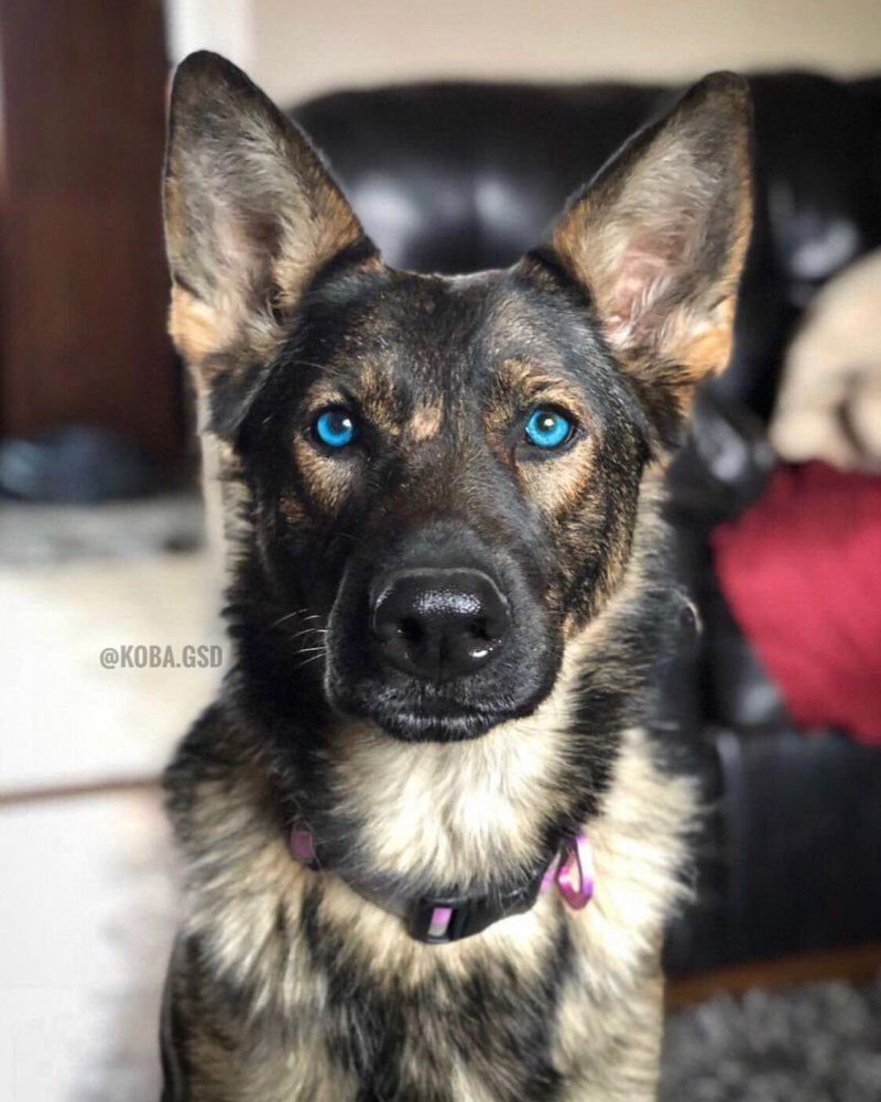 Шилонская овчарка Shiloh Shepherd