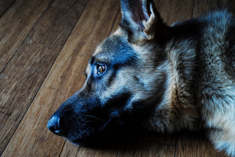 Blue Bay Shepherd порода