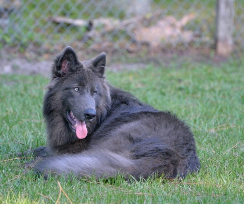 Blue Bay Shepherd порода