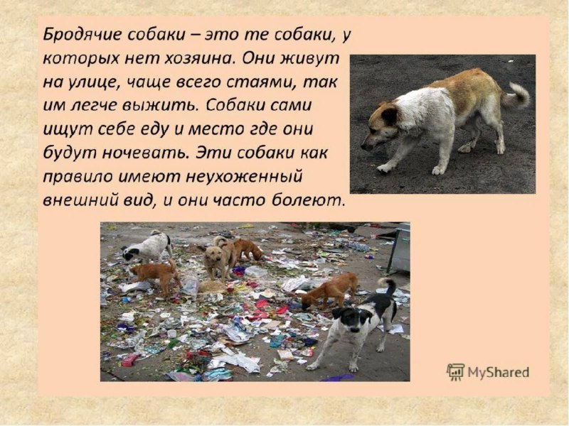 Смешная собака спряталась