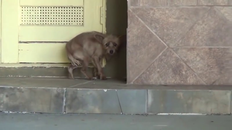 Собака заболевшая коронавирусом