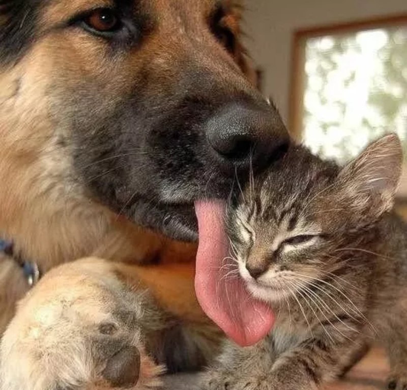 Овчарка и кошка