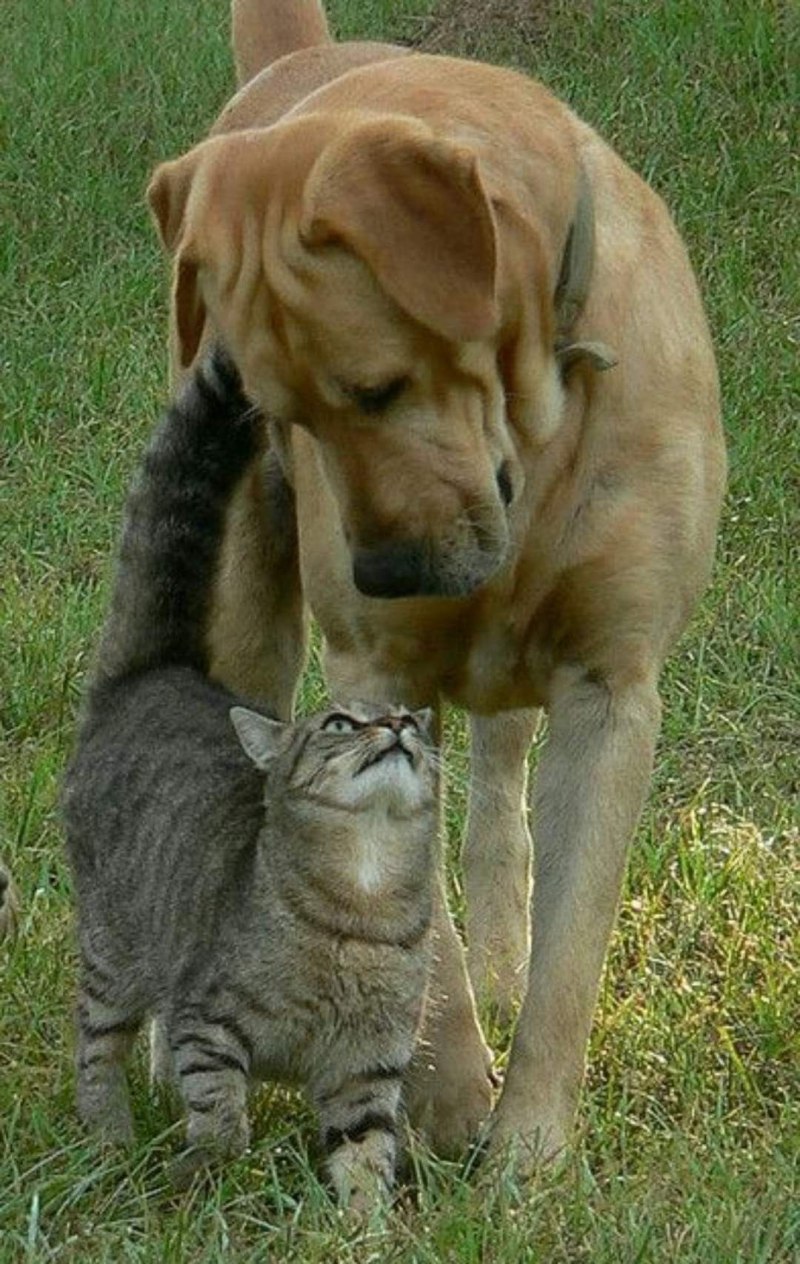 Дружба кошки и собаки