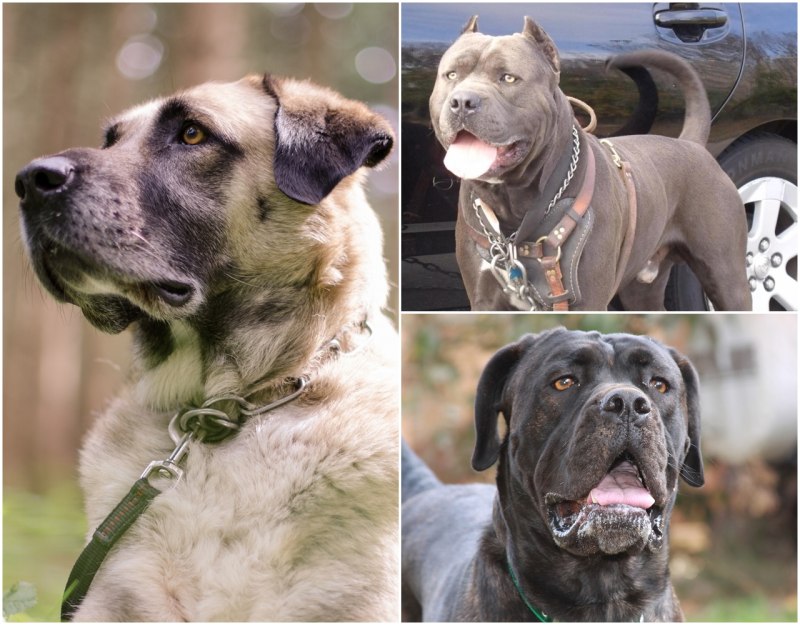 Cane Corso vs Kangal