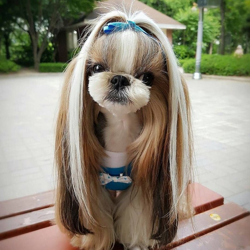 Ши тцу мини