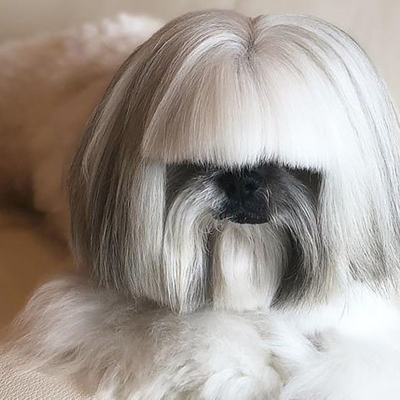 Шицу и Бивер