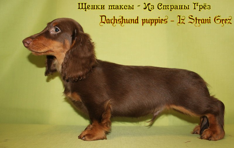 Шоколадная такса 3 месяца