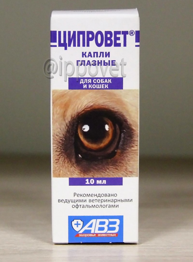 Герпесвирусный кератит у кошек