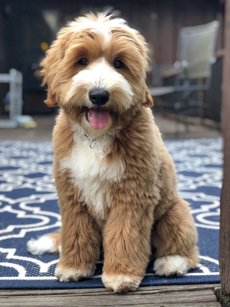 Labradoodle стрижки