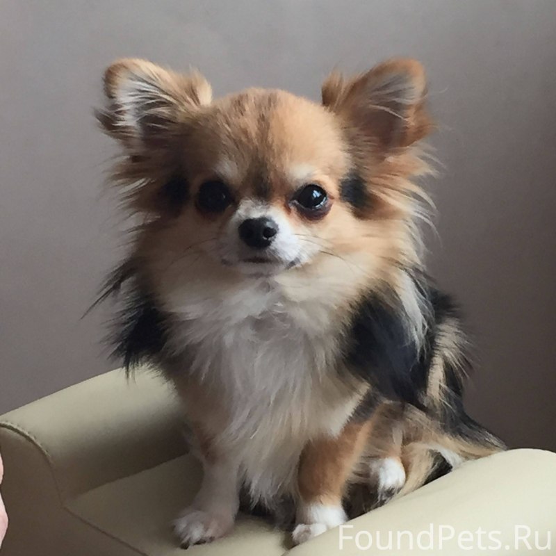 Чихуахуа длинношерстные