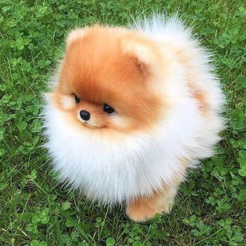 Померанский шпиц милашка