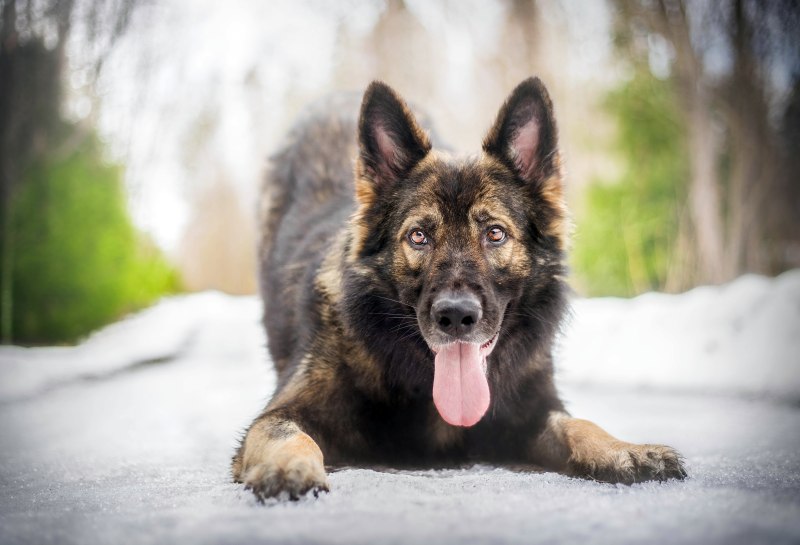 German Shepherd немецкая овчарка