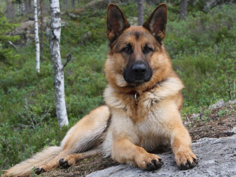 Бергер овчарка