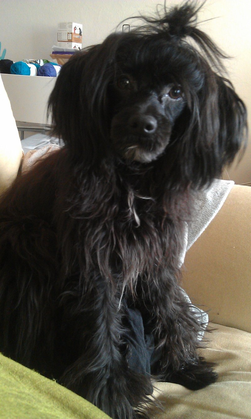 Poodle Chinese Crested Mix