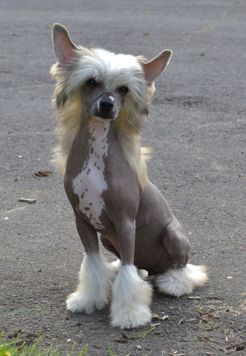фото голая китайская собака фото фото 117