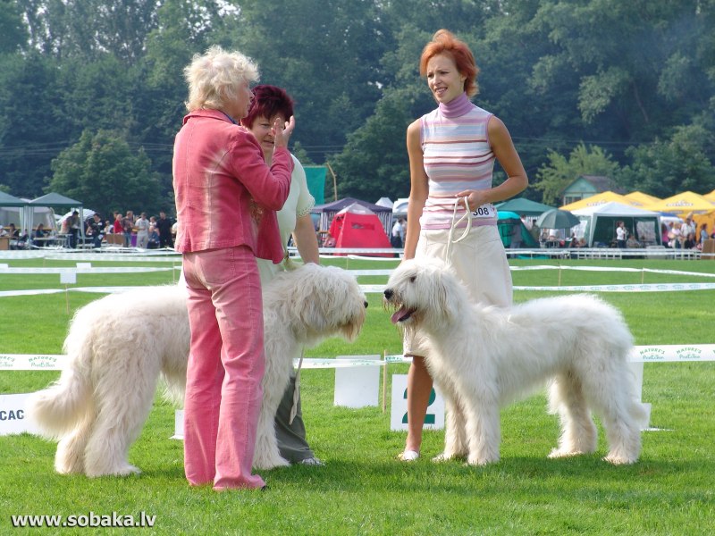 Russian South Shepherd