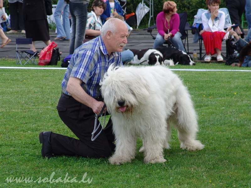 Южнорусская овчарка