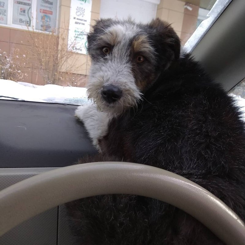 Рэксик