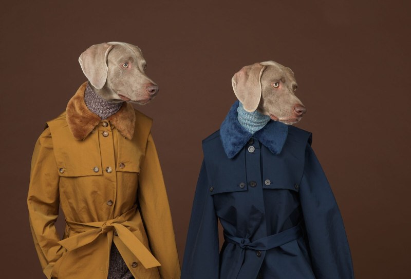 William Wegman, Weimaraner, Dogs