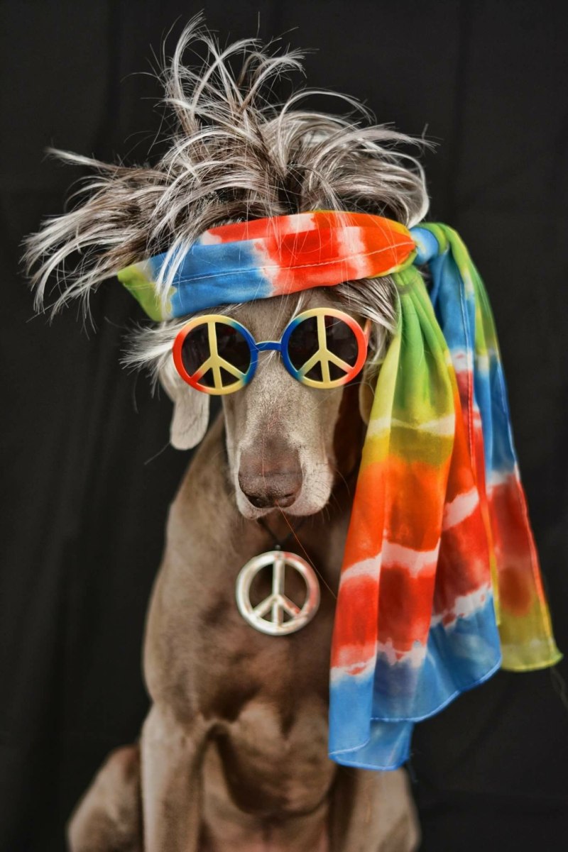 Weimaraner Dog with owner