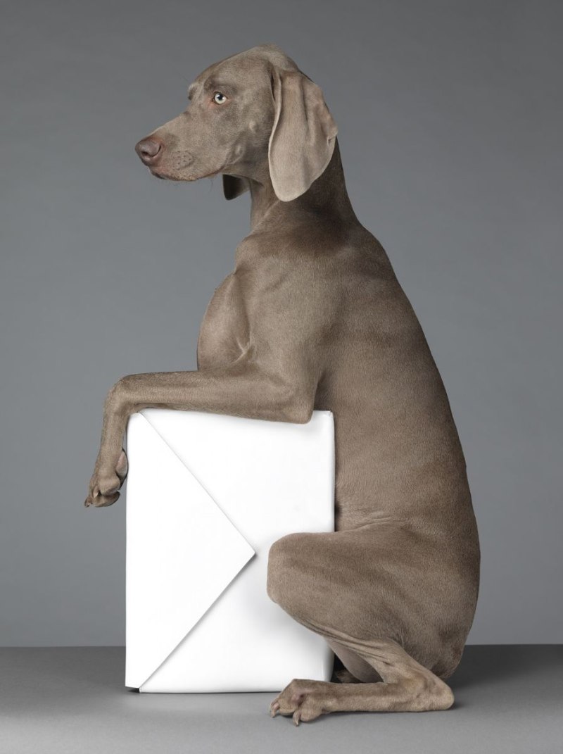 Weimaraner William Wegman
