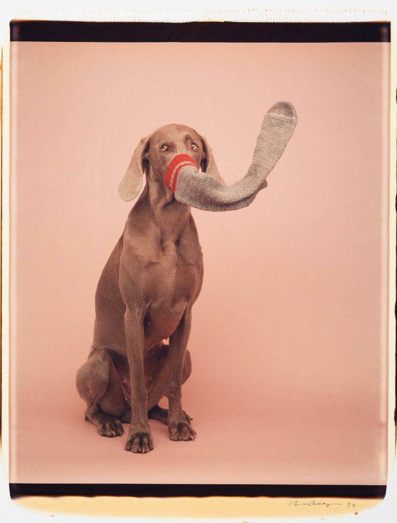 Weimaraner Dog with owner
