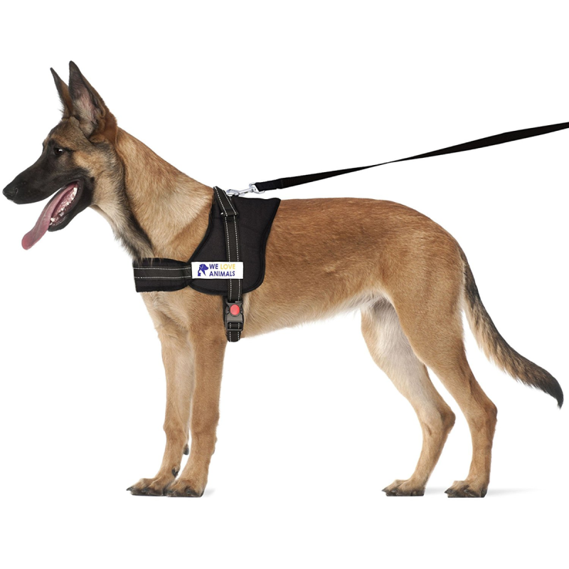 Как подобрать шлейку для собаки. Шлейка для басенджи. Шлейка Dynamic Dog Plus. Шлейка Doro Bella. Шлейка Premium Dog harness.
