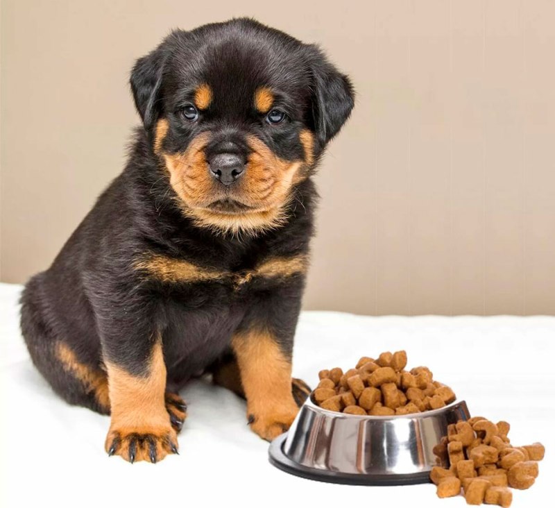 Корм Rottweiler